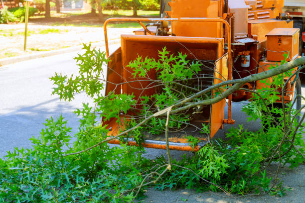 Trusted Fiskdale, MA Tree Care Services Experts